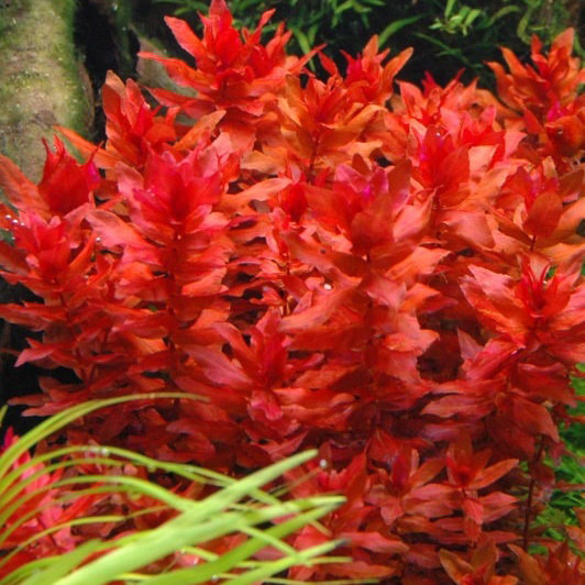 Macranda Red
