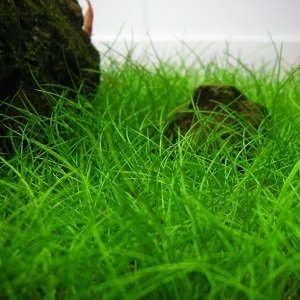 Hair Grass Balem (Dwarf) POT