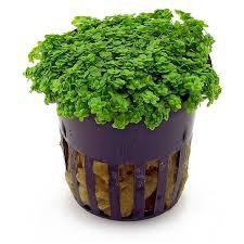 HC pot