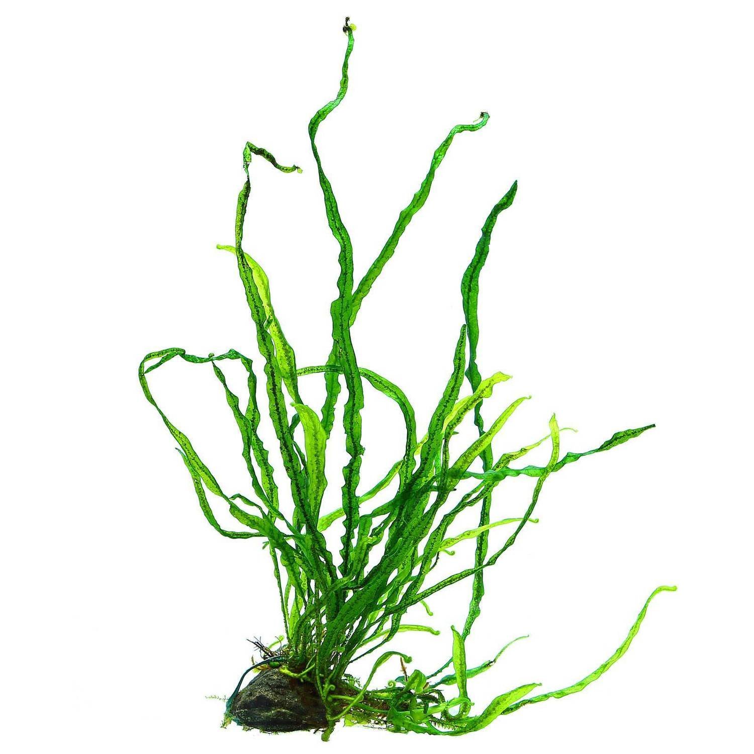 Needle leaf Java (Sml)