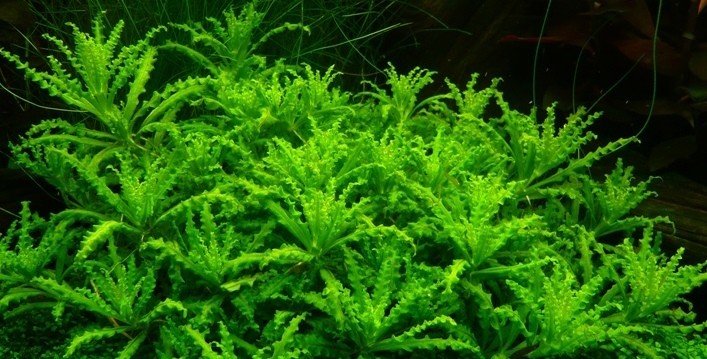 Pogostomon Helferi (one sml)