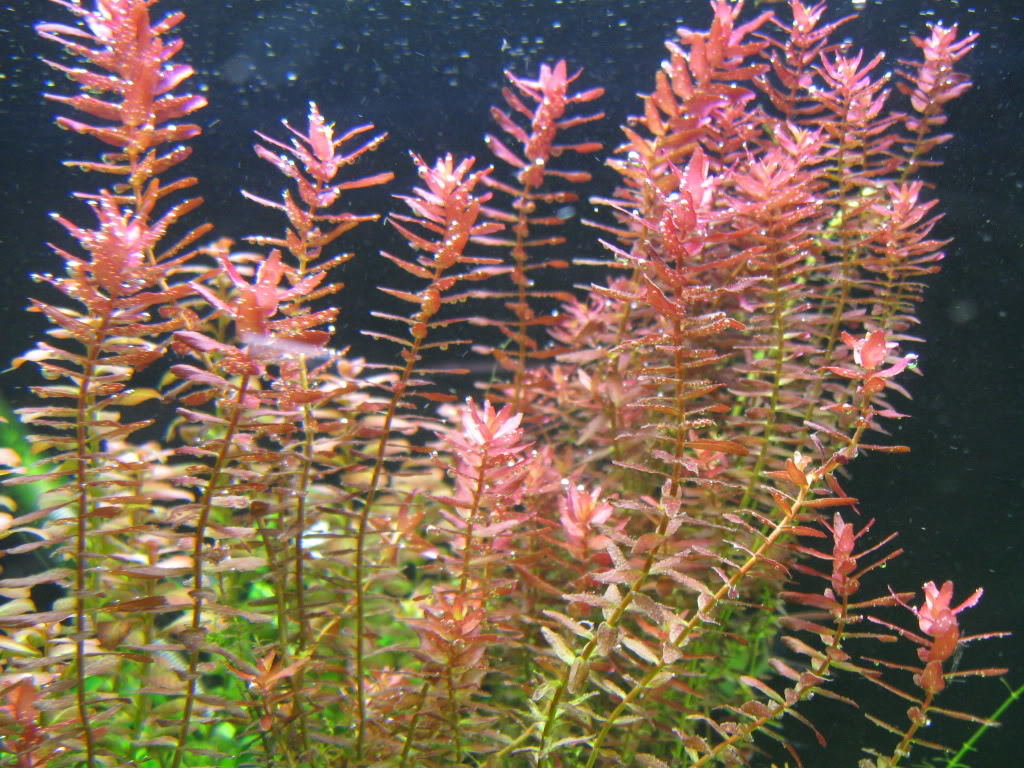 Rotala rotundifolia (pink baby tears)