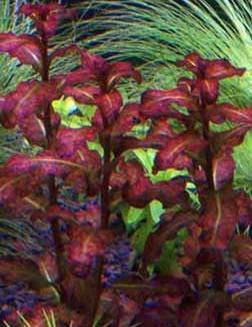 Ludwigia Guinea RED (Bunch)