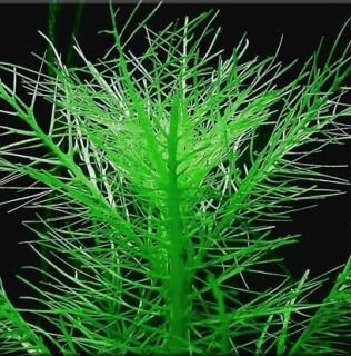 Hygrophilia Balsamica