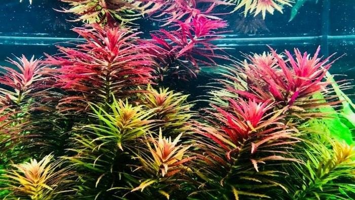 Limnophila-hippuroides