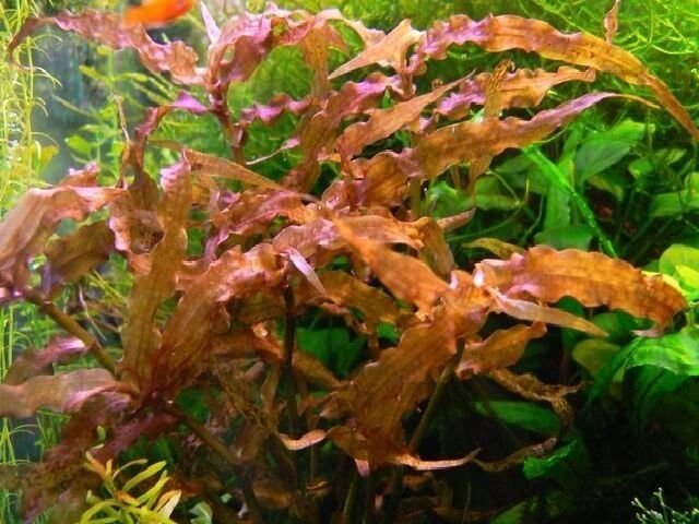 murdannia sp. red
