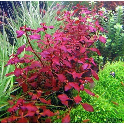 Ludwigia sp &#39;Mini Super Red&#39;