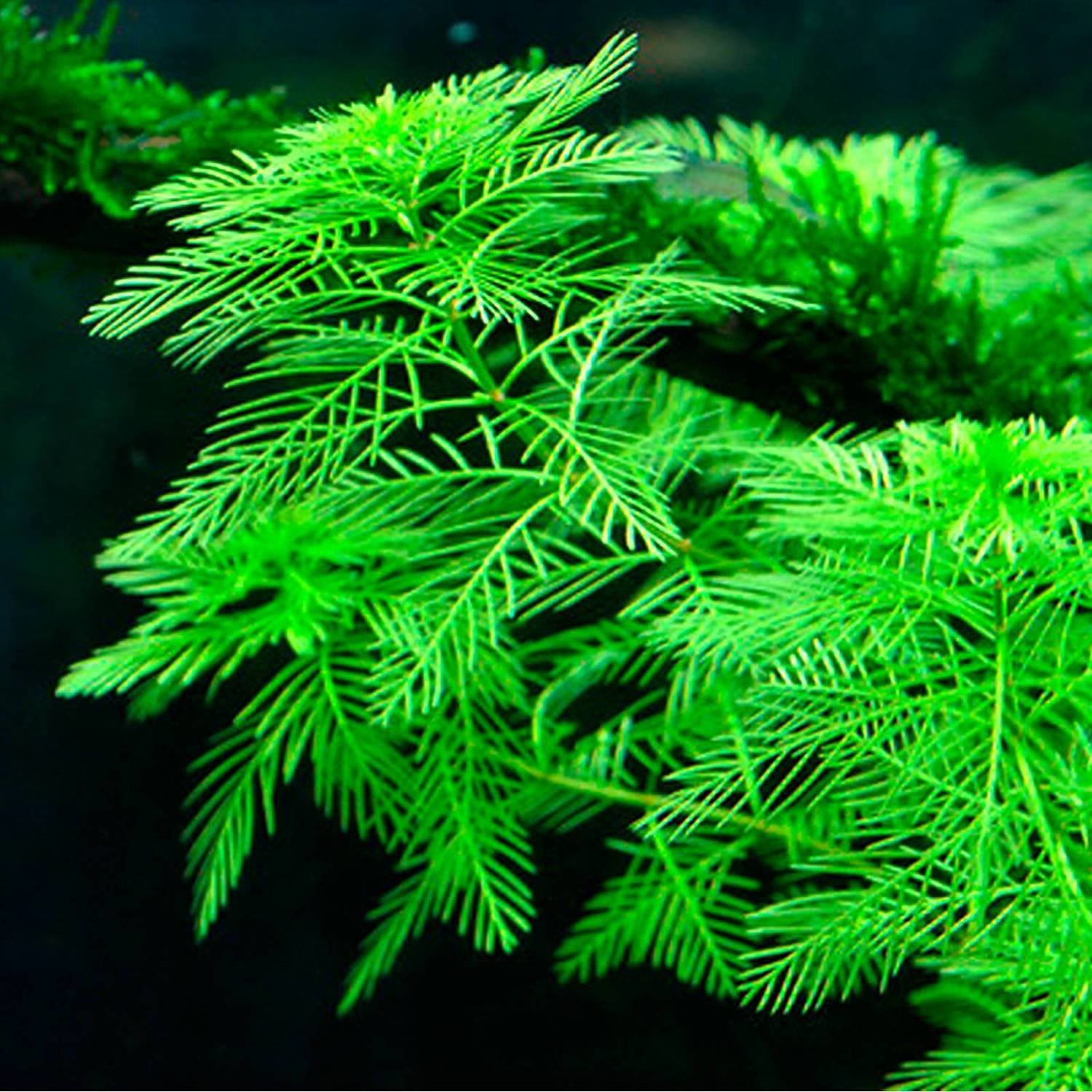 Myriophyllum mattogrossense - Matogrosso milfoil