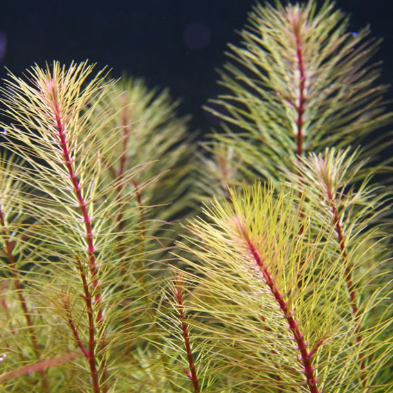 Rotala Vietnam