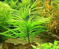 Eichhornia Azurea (Peacock Hyacinth)