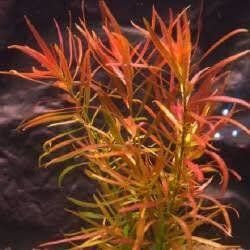 Ludwigis Brevipes