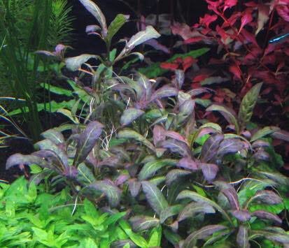 S Rupens PURPLE