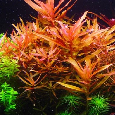 Ammannia senegalensis