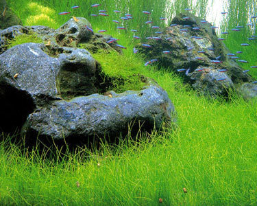 Dwarf Hairgrass Pot