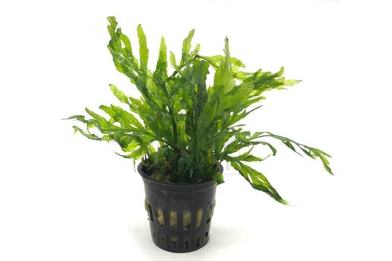 Bolbitus Fern Pot