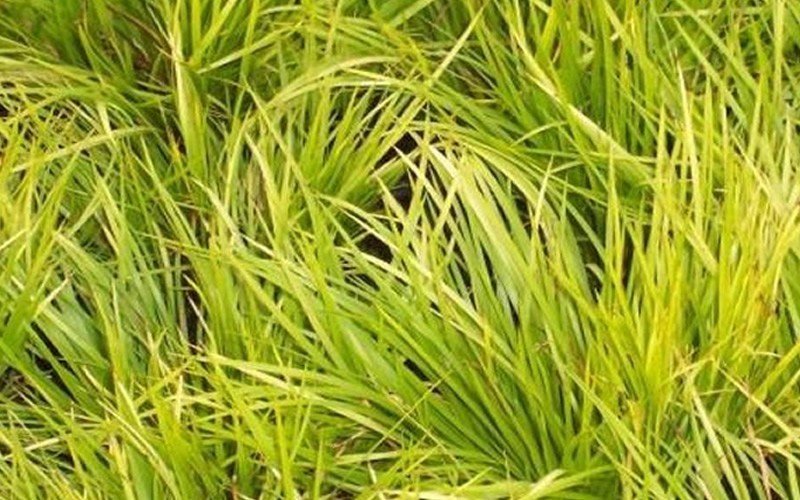 Gold dwarf rush