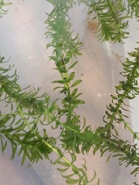 Axolotl eggs (50p per egg).