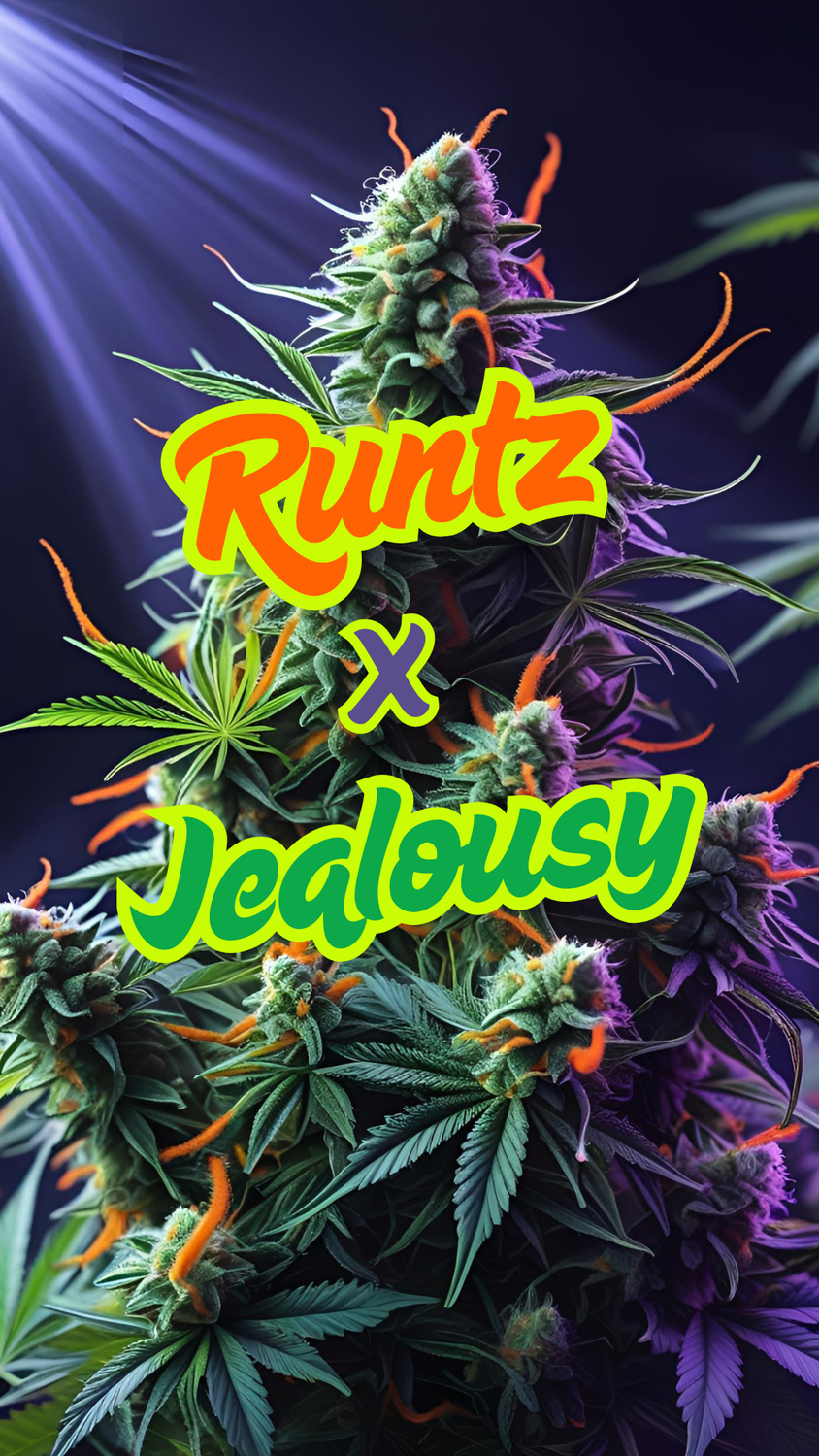 Runtz x Jealousy | Silver | Hybrid