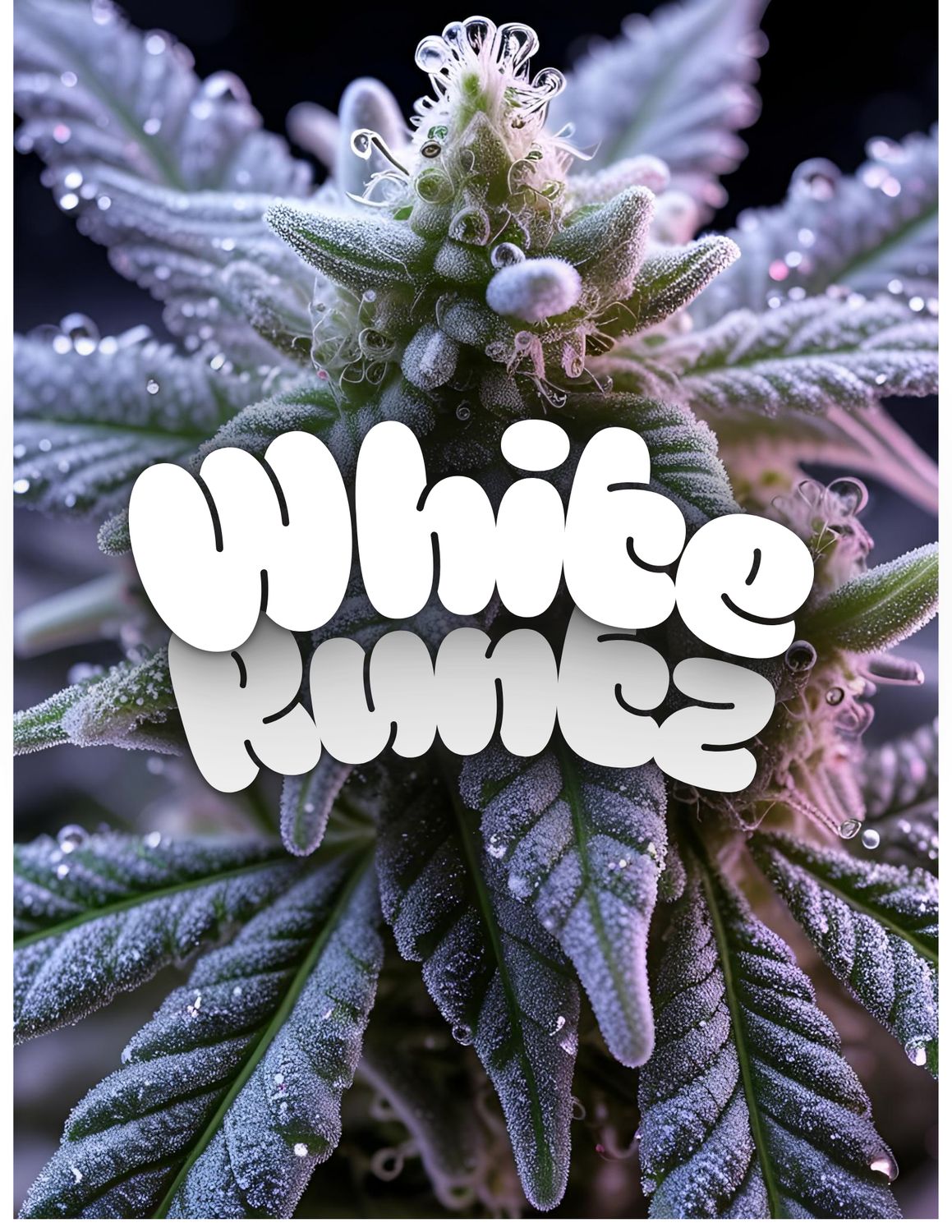 White Runtz | Gold | Hybrid |