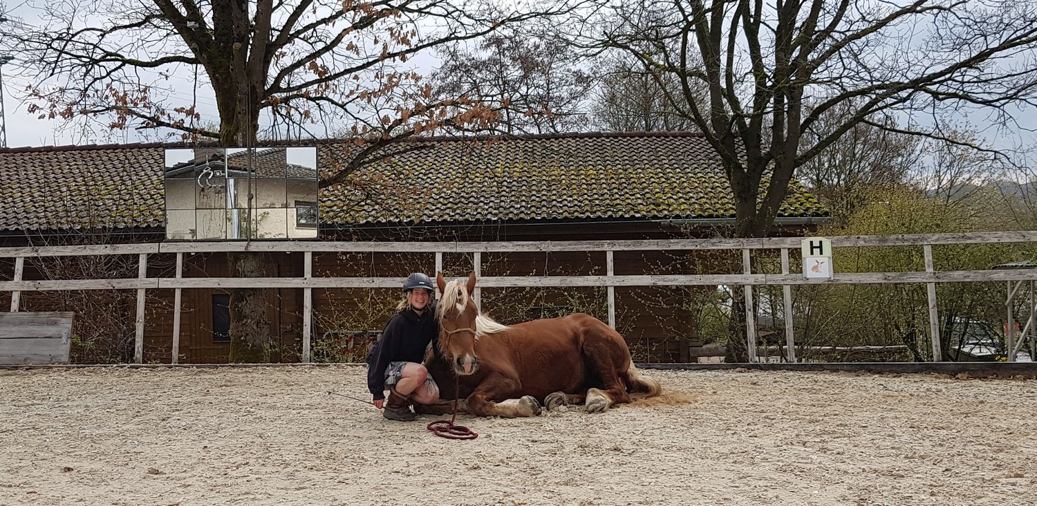 🐴 Beritt – Individuelle Pferdeausbildung bei uns auf dem Hof