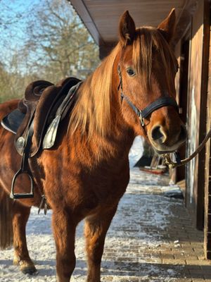 🐴 Beritt – Individuelle Pferdeausbildung bei uns auf dem Hof