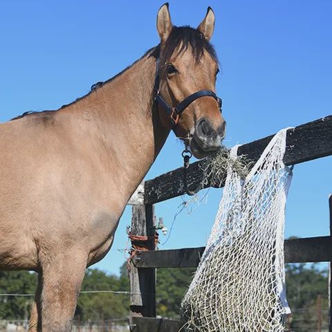 Slow Feed Hay Net