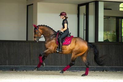 Dressage