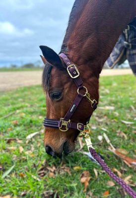 Halters &amp; Leadropes