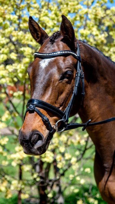 Patent Mid Thin Crystal Wave Snaffle Bridle, Colour: Black, Size: Pony
