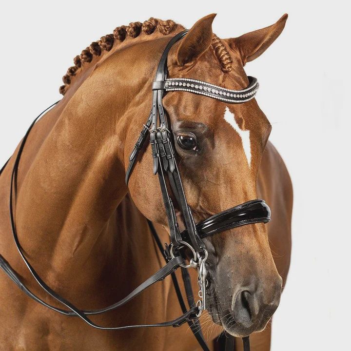 Premium Black Double Bridle &#39;Gladiator&#39;