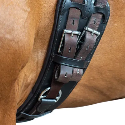 Dressage
