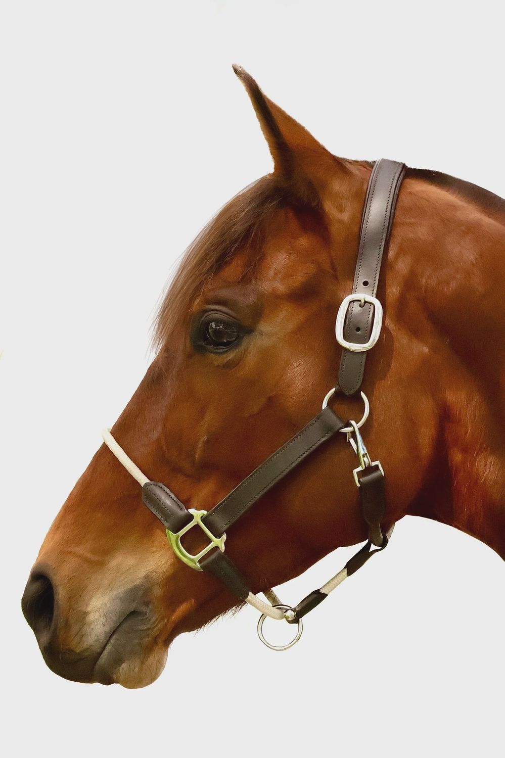 Leather and Rope Halter