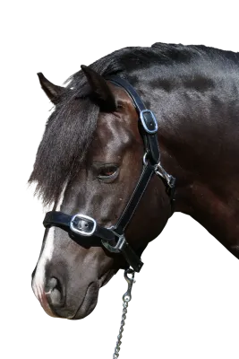 Plain Flat Stainless Steel Halter