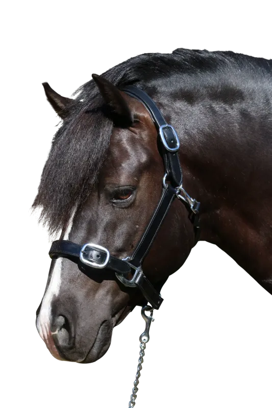 Plain Flat Stainless Steel Halter