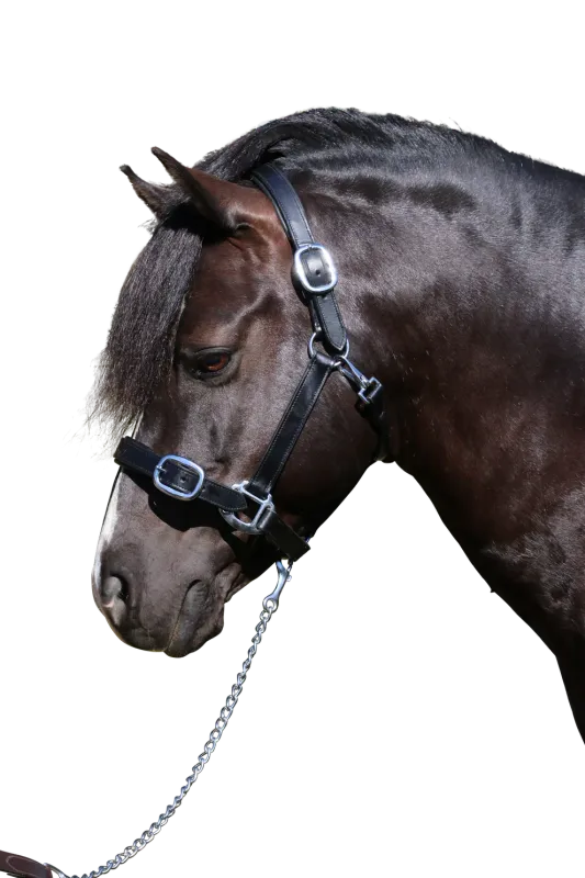 Plain Flat Stainless Steel Halter