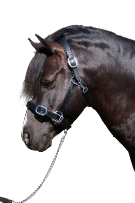 Plain Flat Stainless Steel Halter