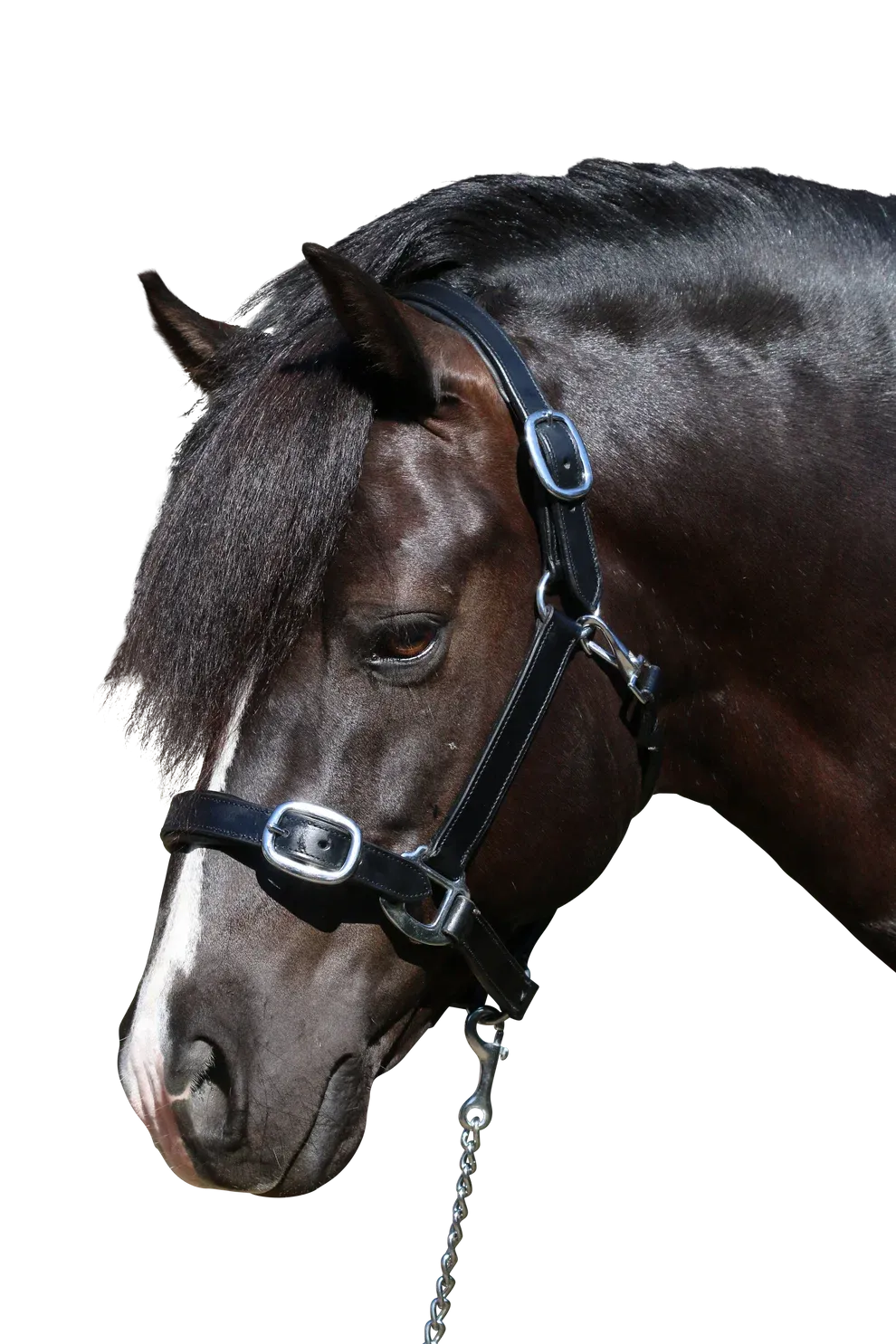 Plain Flat Stainless Steel Halter, Colour: Black, Size: Cob