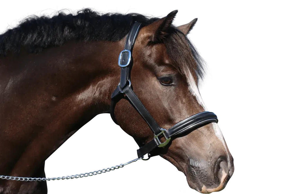 Raised Silver Pipe Leather Halter