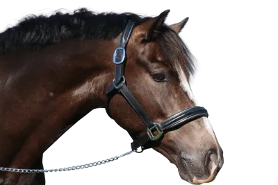 Raised Silver Pipe Leather Halter