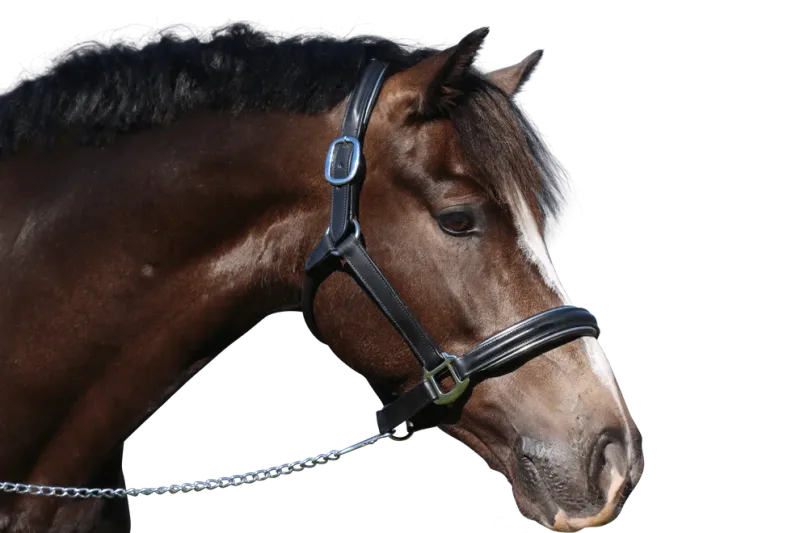 Raised Silver Pipe Leather Halter