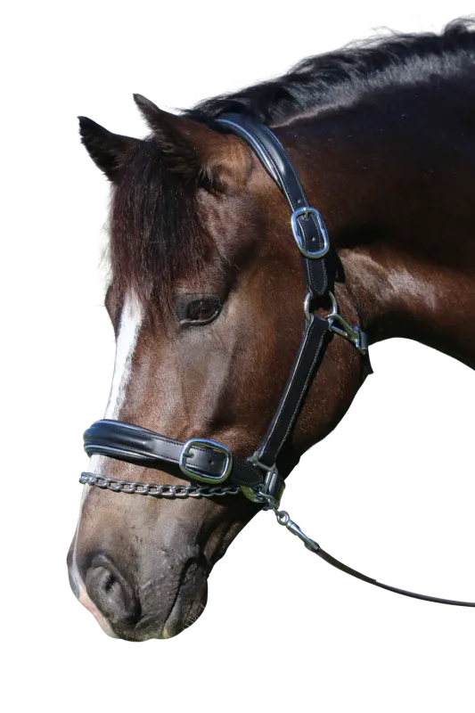 Raised Silver Pipe Leather Halter