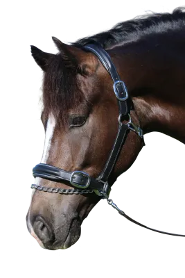 Raised Silver Pipe Leather Halter
