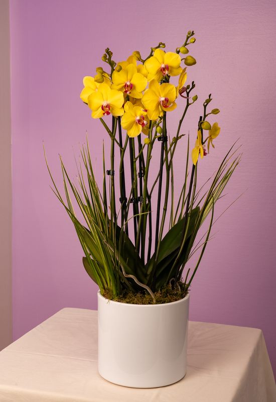 Composition d'orchidées – Élégance intemporelle