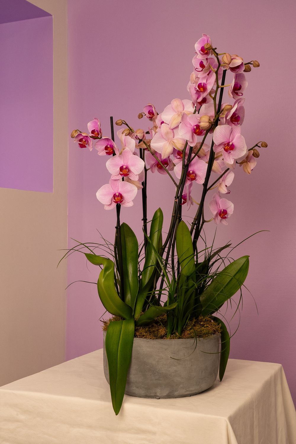 Grande composition d’orchidées