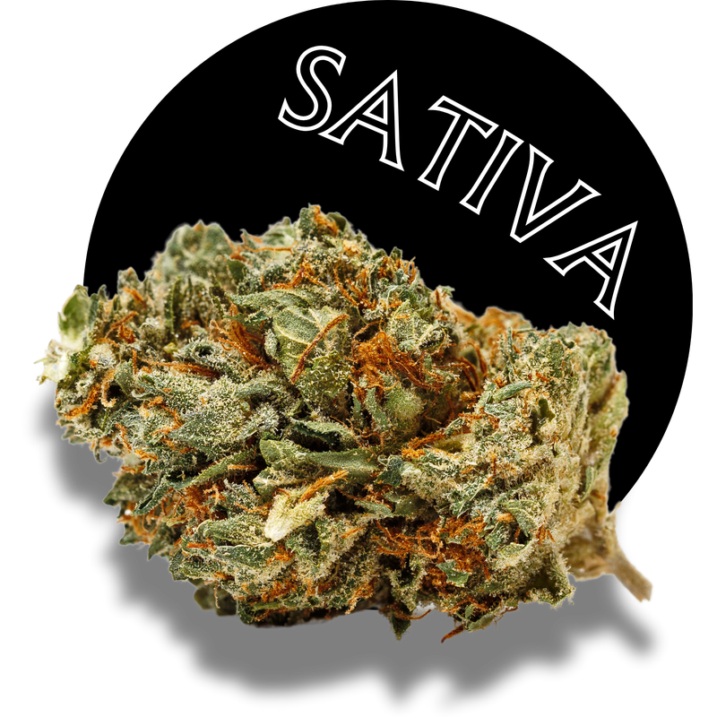 Sativa