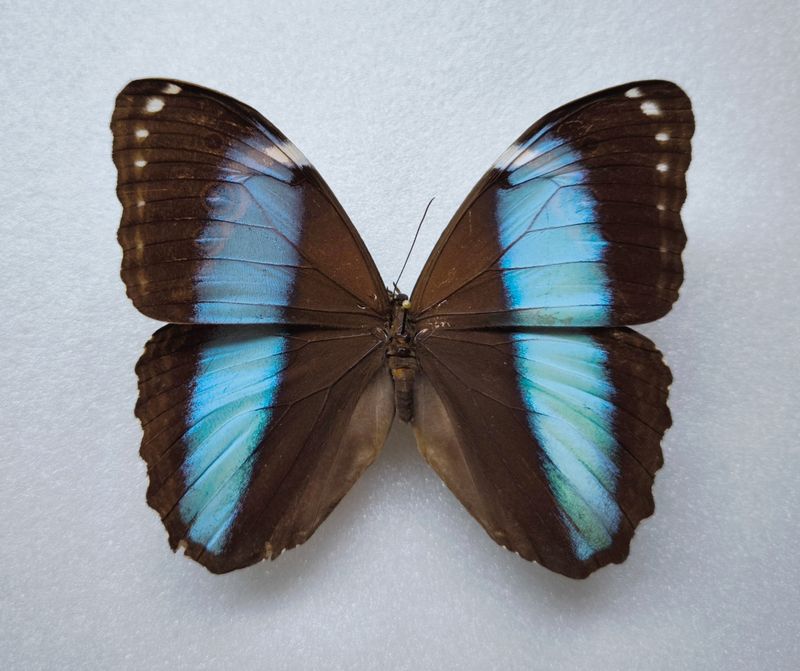 Morpho helenor *male*