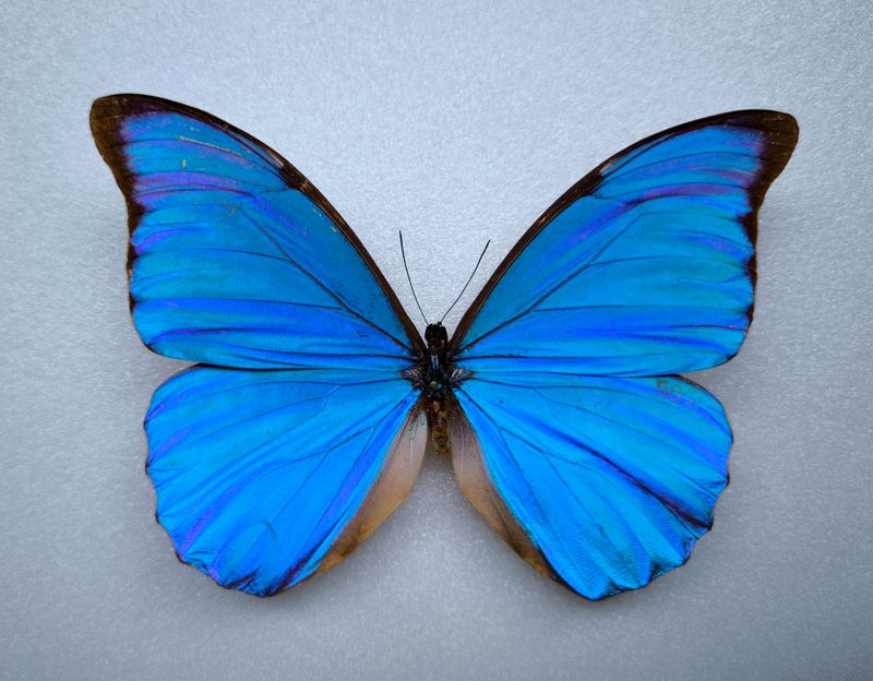 Morpho anaxibia *male*