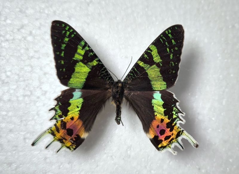 Urania ripheus - Madagassische Sonnenuntergang