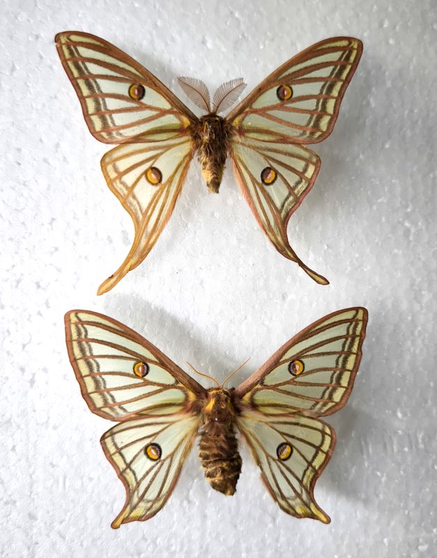 Graellsia isabellae Paar