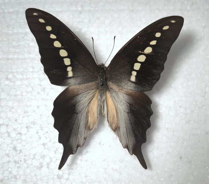 Graphium codrus